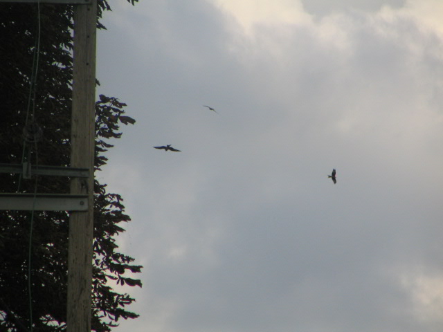 remenham with lucy sep 07 01502